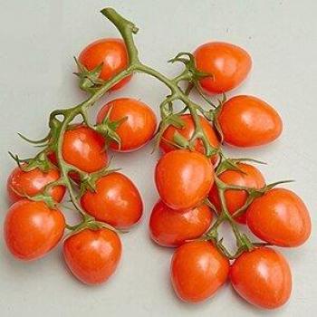 Virgo Home Decoration Tomato Model Prop