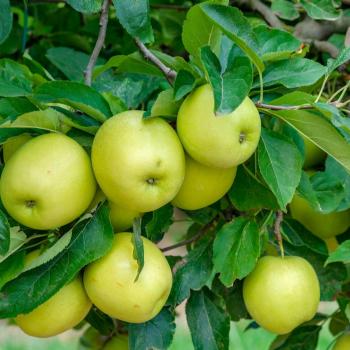 Thompson & Morgan Apple (Malus) Mini Yellow Golden 9 cm Potted Plant