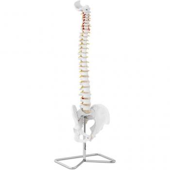 Columna Vertebral y Pelvis Anatómica PHYSA 1:1