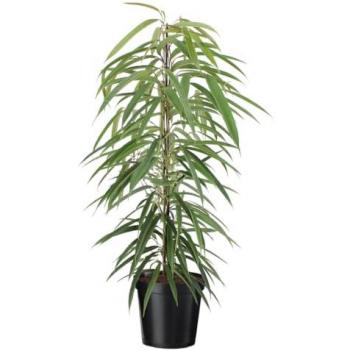Ficus Binnendijckii Alii