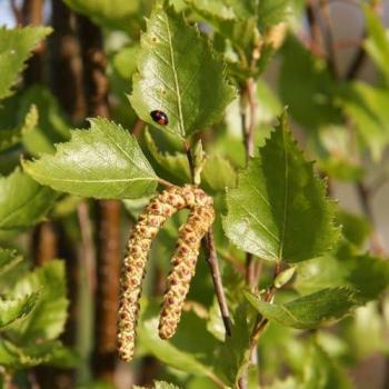 Fastigiata “Silver” Birch (Betula Pendula) – 12 L Pot, 1.2–1.5 m
