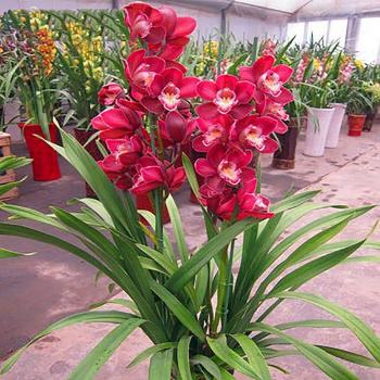 Graines d'Orchidées Cymbidium
