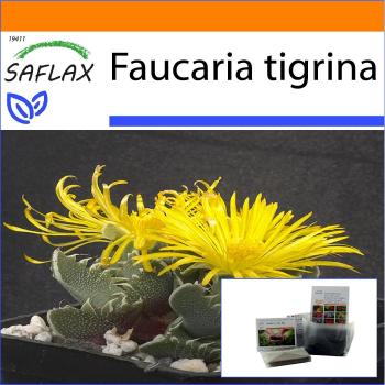 SAFLAX