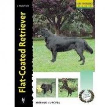 Flat-Coated Retriever