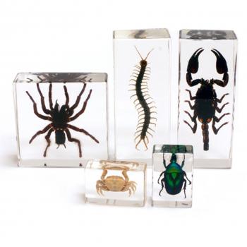 Ed Speldy East BFK1202 Biology for Kids, 5-Piece Arthropod Collection with Instructions