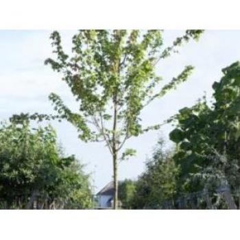 Leiboom Haagbeuk Carpinus betulus h 240 cm