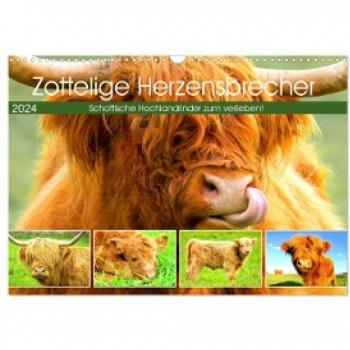 Zottelige Herzensbrecher. Schottische Hochlandrinder zum Verlieben (Wandkalender 2024 DIN A3 quer) CALVENDO Monatskalender