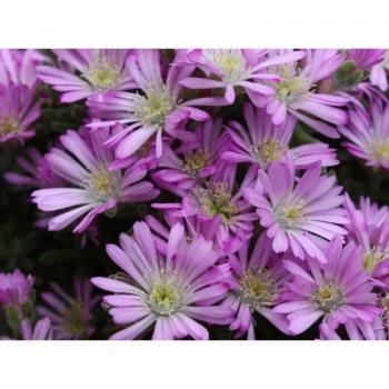 Planta Delosperma Aberdenense