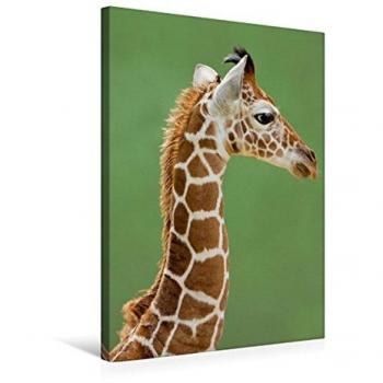 Calvendo Premium Textil-Leinwand 50 cm x 75 cm hoch, Guck mal wie schön ich Bin