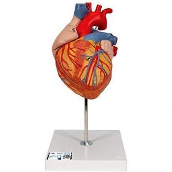 Anatomia Umana Cuore in 4 Parti 3B Scientific