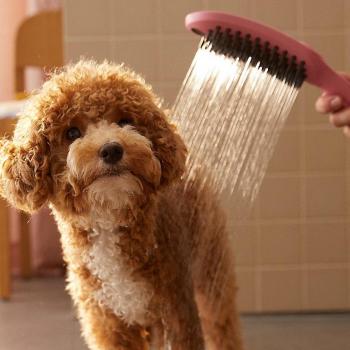 Hansgrohe DogShower 3jet Hundewaschbrause pink