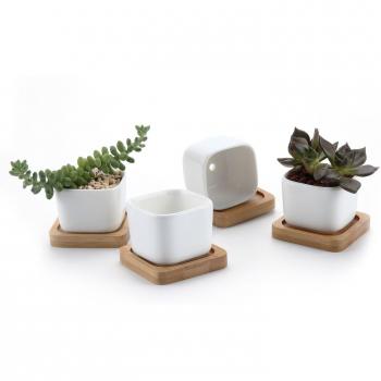 Pianta succulenta T4U con vasetto in bambù