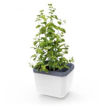 Fiorista Verde