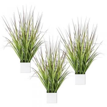 Erba Rosso Vaso – Kaiserkraft 656155