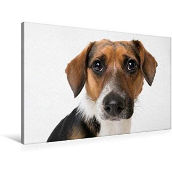 Premium Textil‑Leinwand 90 × 60 cm: Jack Russell Terrier, Fiete – Andreas Kretschmar