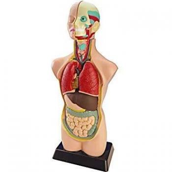 Miniland Anatomie en 11 Éléments