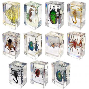Insectos en Resina: Colección de 11 Especímenes