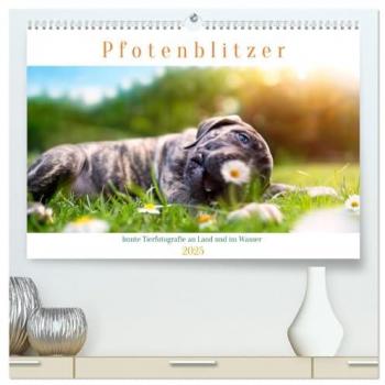 Pfotenblitzer bunte Tierfotografie an Land und im Wasser (hochwertiger Premium Wandkalender 2025 DIN A2 quer) Kunstdruck in Hochglanz