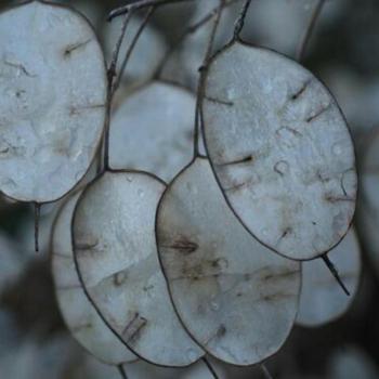 20 Graines de Lunaria Annua