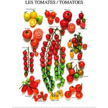 Affiche Tomate Tomaten 24x30