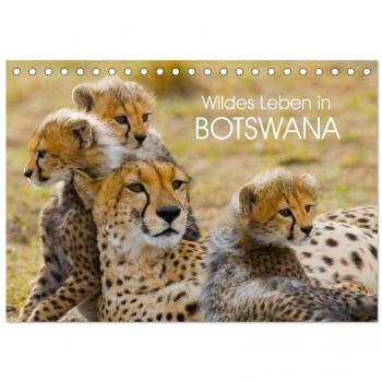 Wildes Leben in Botswana (Tischkalender 2024 DIN A5 quer) CALVENDO Monatskalender