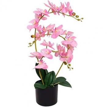 Pink Orchid Plant with Pot