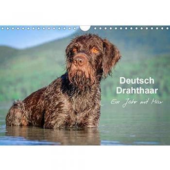Deutsch Drahthaar