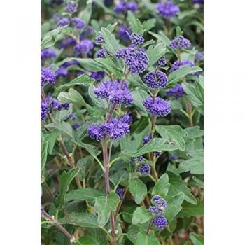 Bartblume in Blau