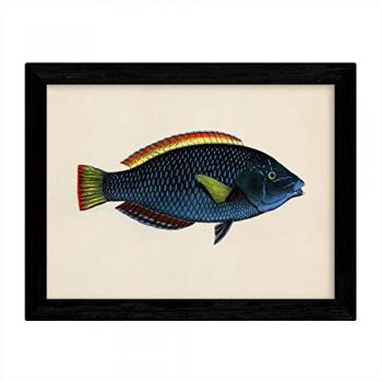 Póster vintage pez azul, rojo y amarillo