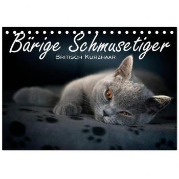 Bärige Schmusetiger