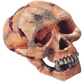 Calavera Humana de Resina para Acuarios 15 Cm