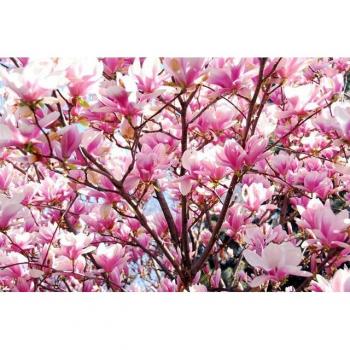 Papermoon Sakura Blüte Tapete