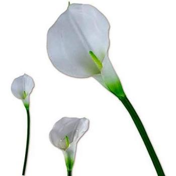 Mini Fiori Calla Bianca