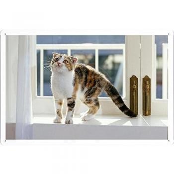 Signo de Ventana con Motivo Gatito y Rayas