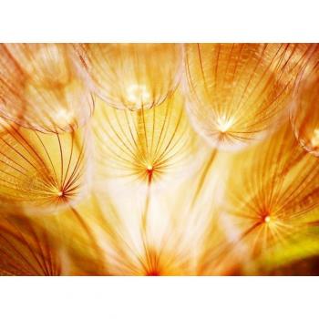 Papermoon Fototapete „Soft Dandelion Flowers“ – 5 m × 2,8 m, Vlies‑Beschichtung