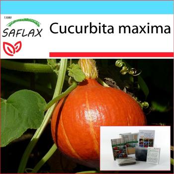 Pacchetto Regalo Zucca Hokkaido 10 Semi Safflax