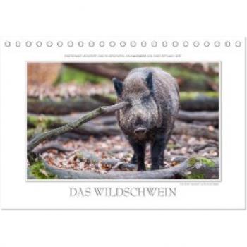 Emotionale Momente: Das Wildschwein. (Tischkalender 2024 DIN A5 quer) CALVENDO Monatskalender