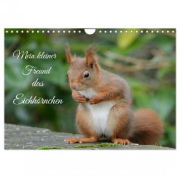 Mein kleiner Freund das Eichhörnchen (Wandkalender 2024 DIN A4 quer) CALVENDO Monatskalender