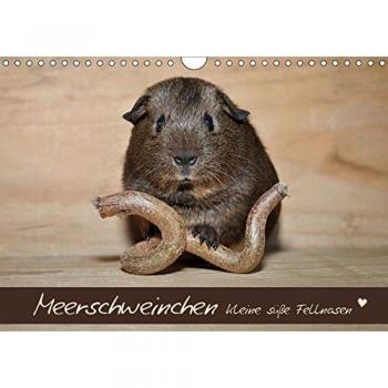 Meerschweinchen