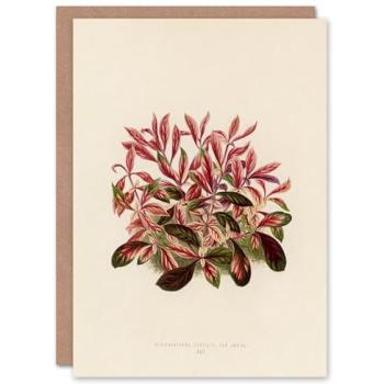 Artery8 Collection: Benjamin Fawcett Art Card – Dwarf Copperleaf (Beige)
