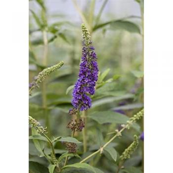 Flieder “Empire Blue” – Schmetterlingspflanze