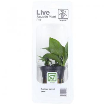 Anubias Nana Tropica