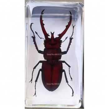 Clear Resin Spade Beetle for School Biology Supplies (73x41x20MM)
