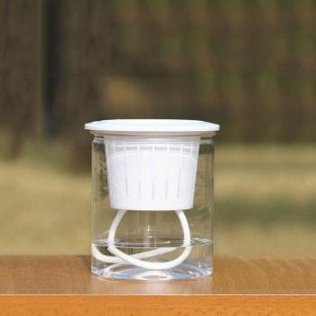 Transparent Hydroponic Planter