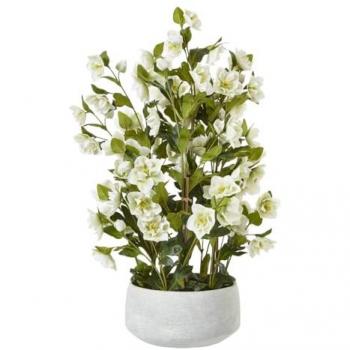 Grey/White Hellebore in Elegant 33x38x41cm Container