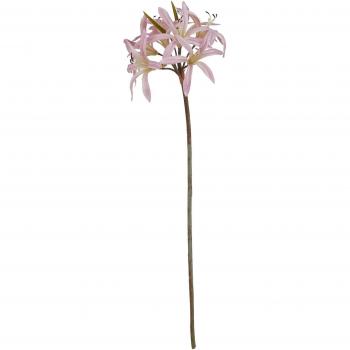 Pink Lily Stem