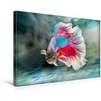 Premium Kampffisch‑Textil‑Leinwand 45 x 30 cm Calvendo – Kunstdruck Liselotte Brunner‑Klaus