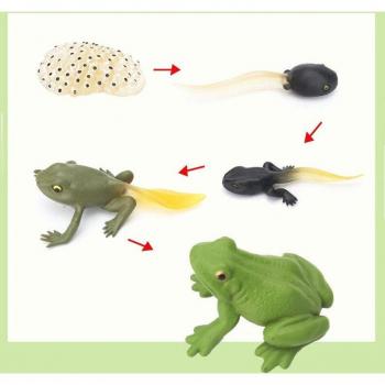 Biologie Speelgoed Insecten Cyclus