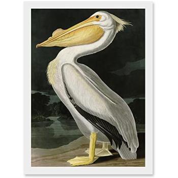Nature’s White Pelican – Audubon Series A4 Framed Canvas