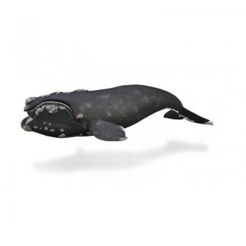 Collecta